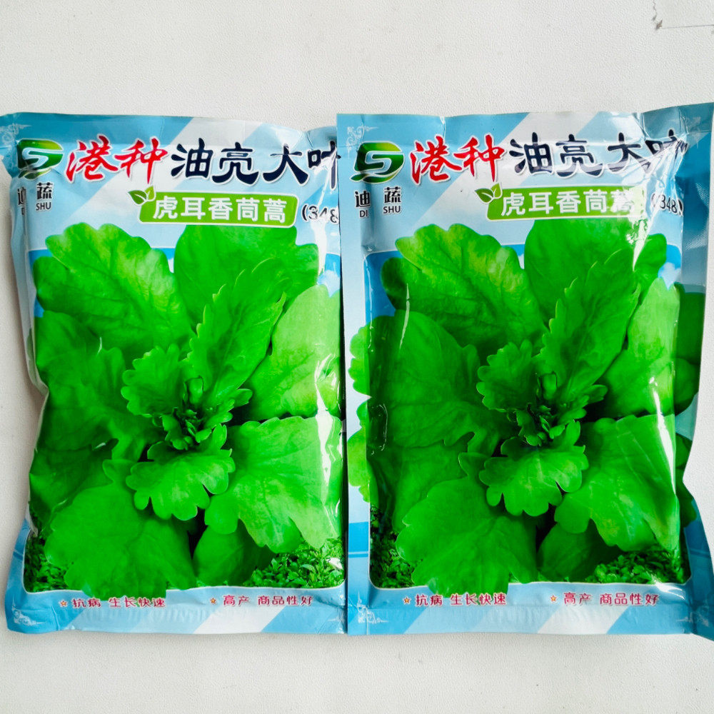 港种油亮大叶虎耳茼蒿种