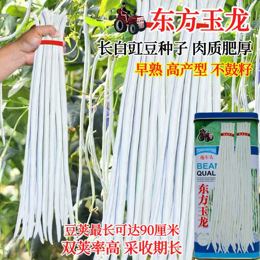 东方巨龙白豆角种子早熟