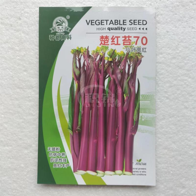 楚红苔70红菜苔种子紫菜薹春秋十月红四季播农家菜园阳台蔬菜种子