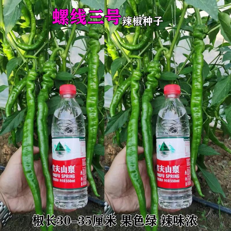 超辣长果螺丝线椒辣椒种孑种籽二荆条南方四季早熟特大高产种子