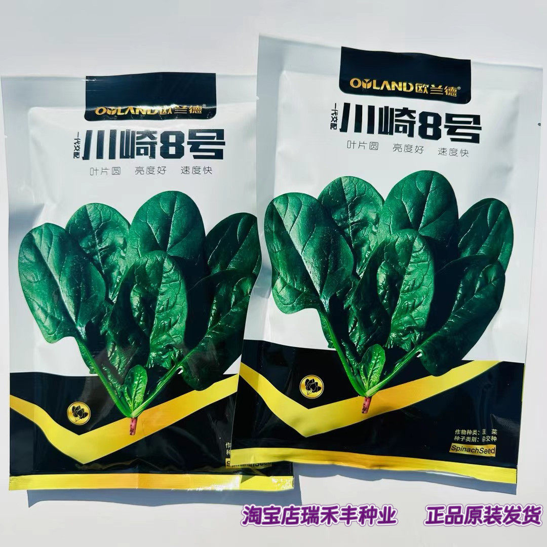 欧兰德川崎8号菠菜种子