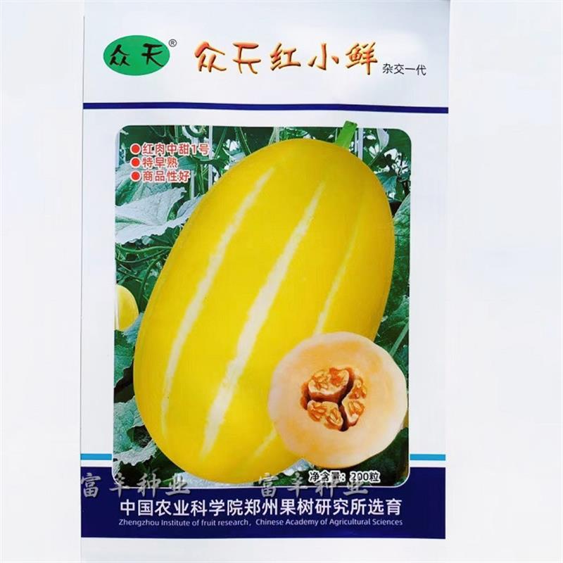 众天红小鲜黄皮甜瓜种子黄皮红肉香瓜桔红肉黄金蜜黄金道甜瓜种子