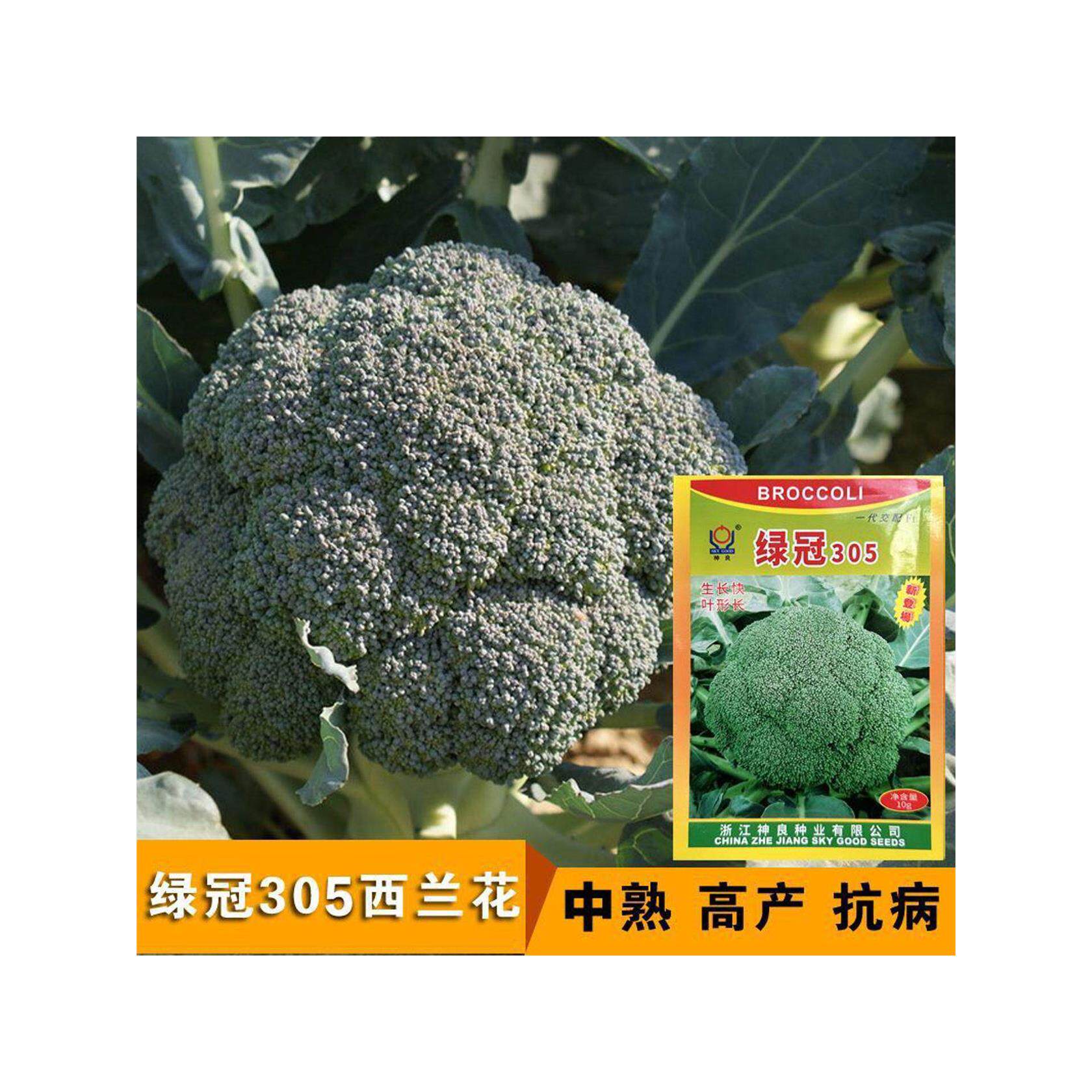 早熟西兰花种子孑绿花菜