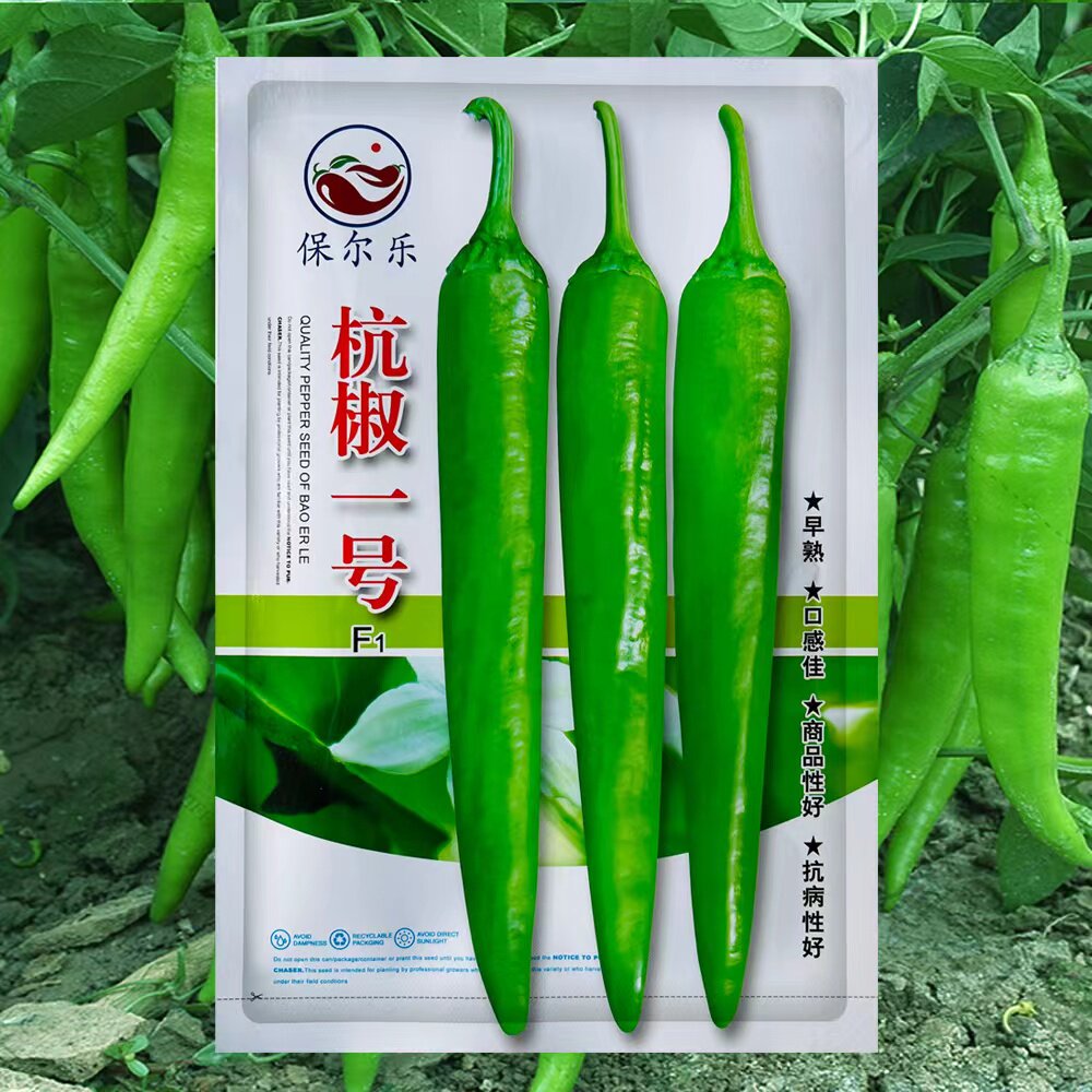 杭椒一号辣椒种子辣味高产蔬菜种籽四季春季夏秋冬播种农家基地籽