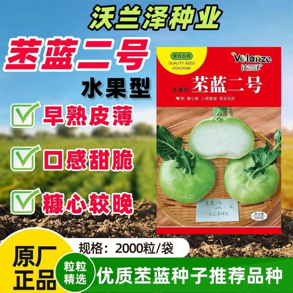 苤蓝二号苤蓝种子早熟高产青苤蓝水果苤兰种籽基地播大头菜春秋播