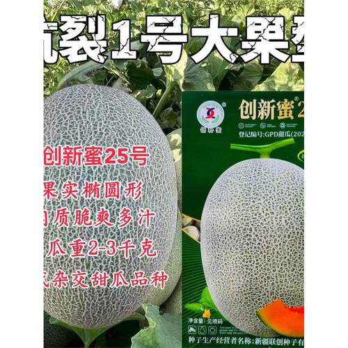 创新蜜25号哈密甜瓜种子