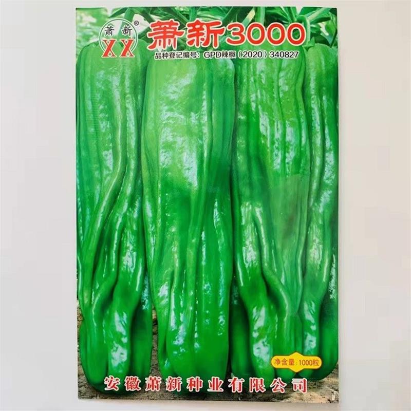 萧新3000辣椒种子高产薄皮青椒泡椒大果灯笼青椒种籽春秋季种植
