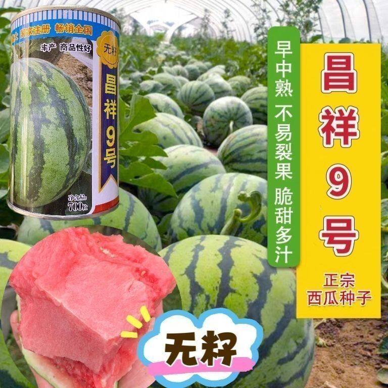 美都无籽高产麒麟西瓜种
