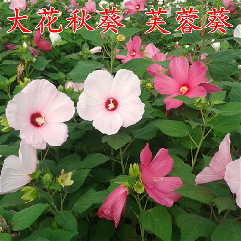 芙蓉葵种子新采大花秋葵种子草芙蓉四季种耐寒耐阴多年生宿根包邮