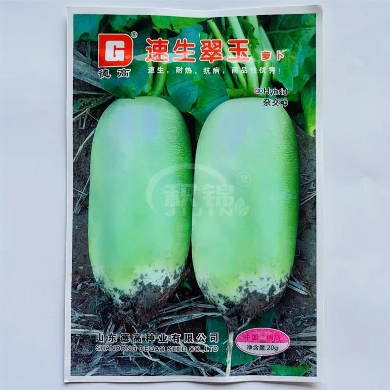 德高速生翠玉萝卜种子肉质翠绿脆嫩多汁春夏秋播杂交水果萝卜种籽