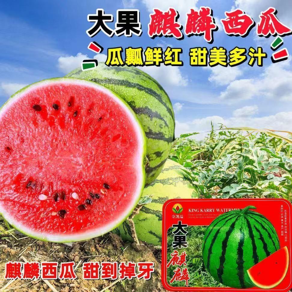 金凯瑞大果麒麟西瓜种子中早熟脆甜爽口特大超甜西瓜子种子40克