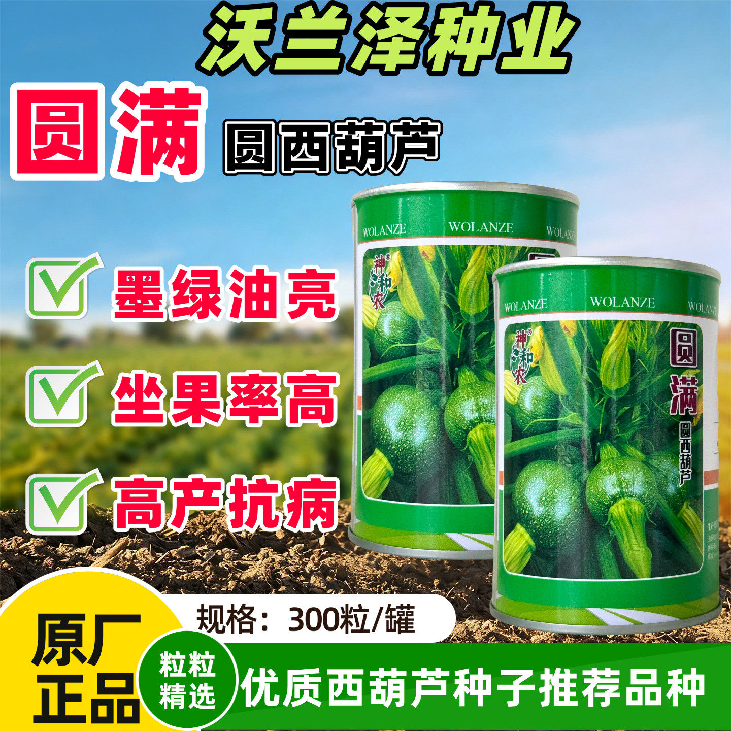 圆满圆西葫芦种子浅绿圆