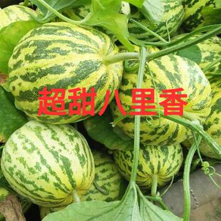 超甜八里香香瓜种子花皮甜瓜种籽南方东北超甜早熟高产四季水果孑