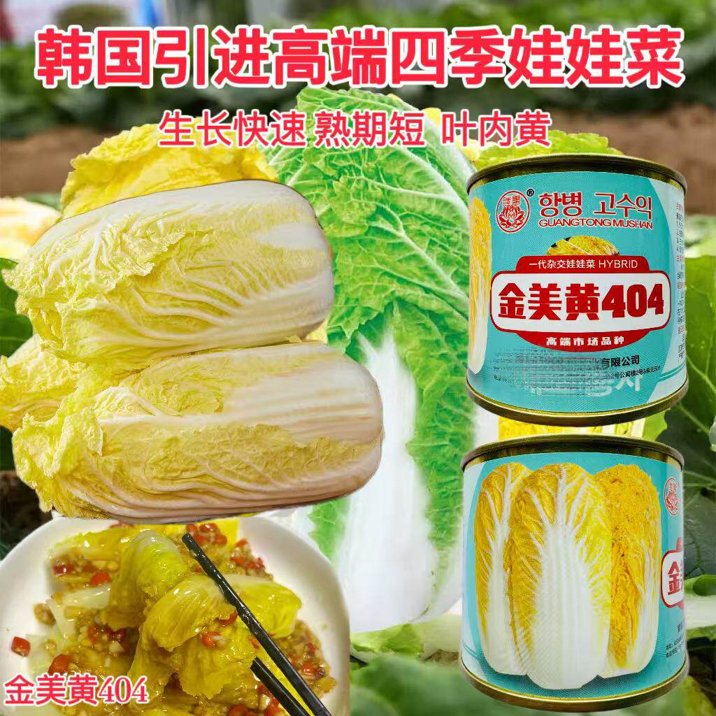 国外进口金美黄404娃娃菜