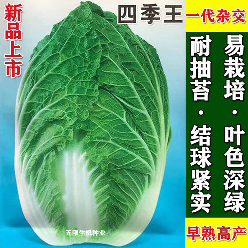 四季王大白菜种籽早熟结