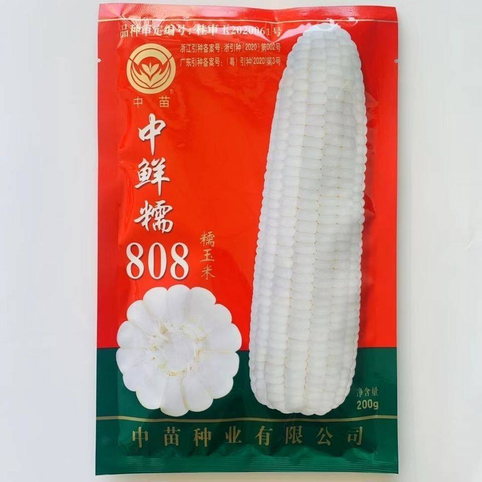 中苗中鲜糯808玉米种子白