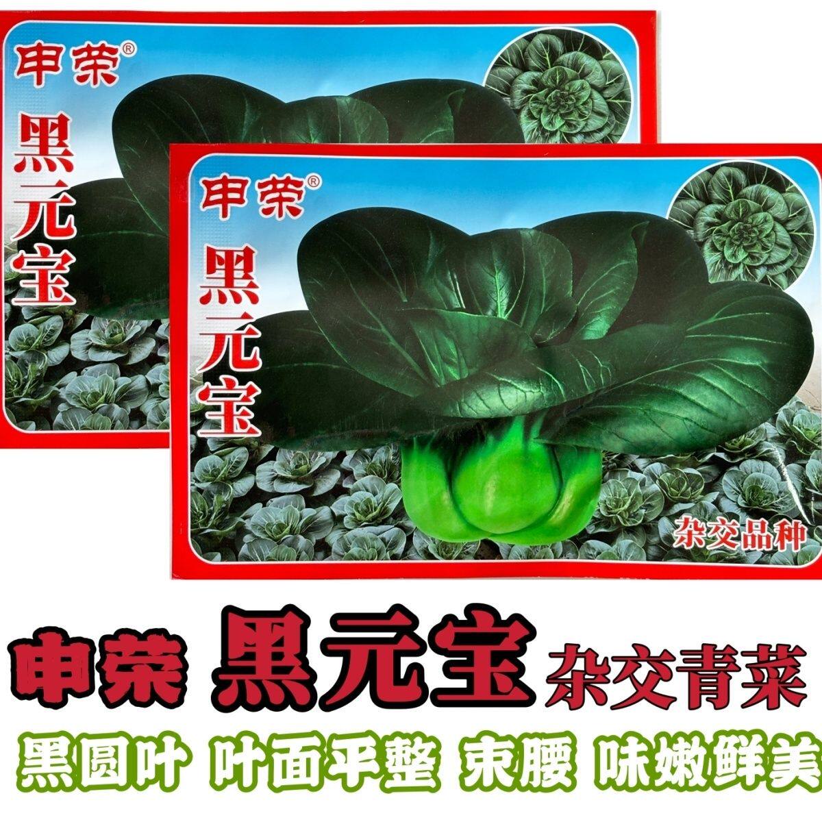 申荣黑元宝青菜种子耐寒