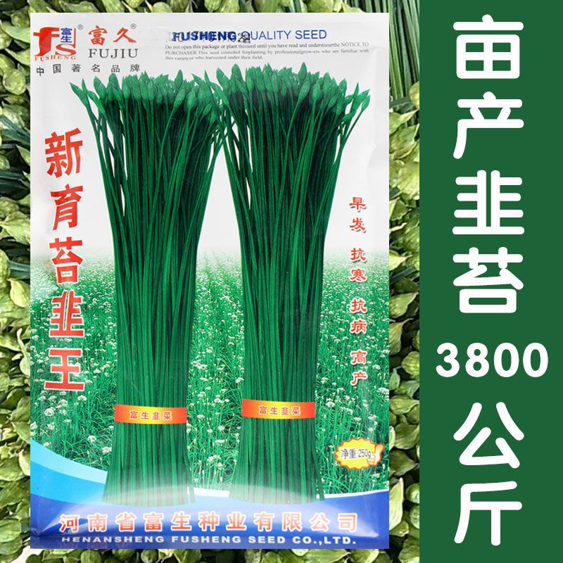 苔韭王苔韭种子高产韭菜苔韭苔种籽孑四季播阳台盆栽庭院蔬菜种子