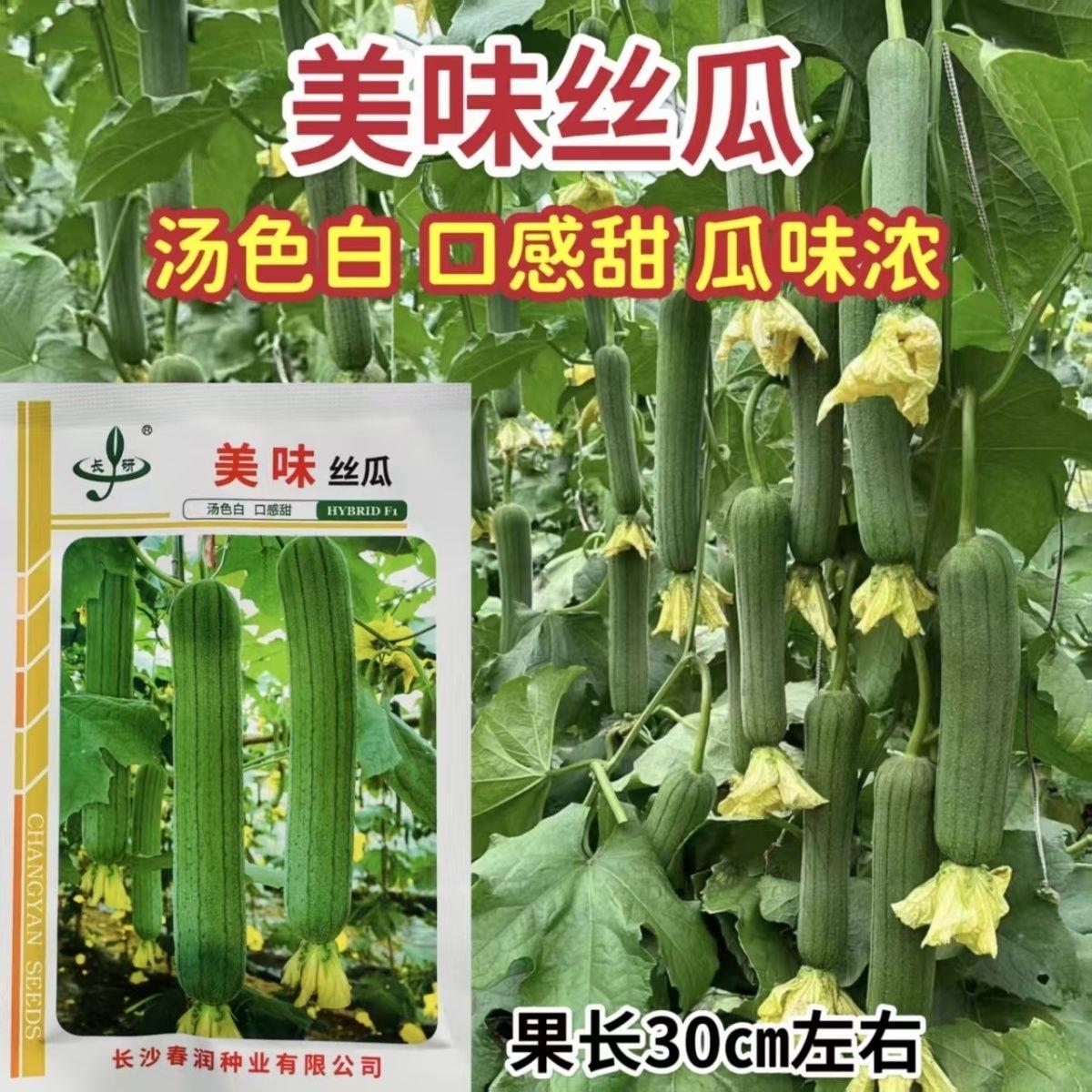 美味丝瓜种子早熟果实中长棒形绿色丝瓜种子汤色白口感甜丝瓜种子