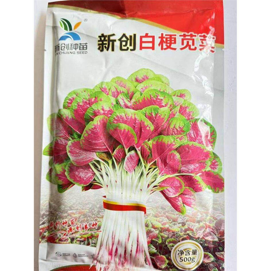 新创白梗苋菜种子早熟红