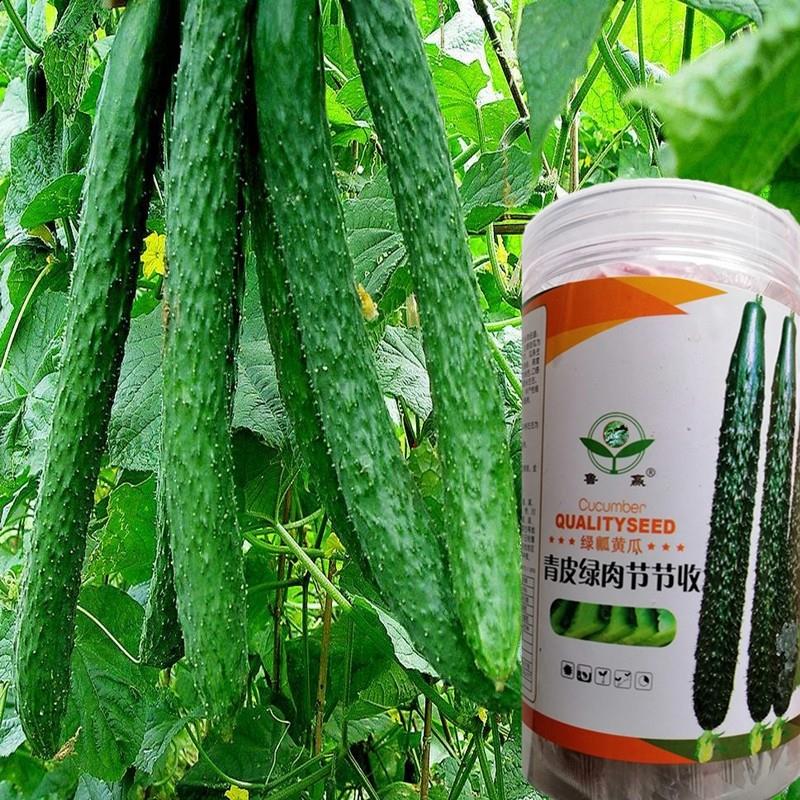 青皮绿肉节节收黄瓜种子籽顺直长高产黄瓜好春夏秋季黄瓜盆栽四季