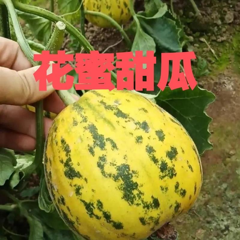 花蜜甜瓜豹纹点花皮飘香甜瓜种子花绿肉农家春夏播冰糖子脆甜瓜籽