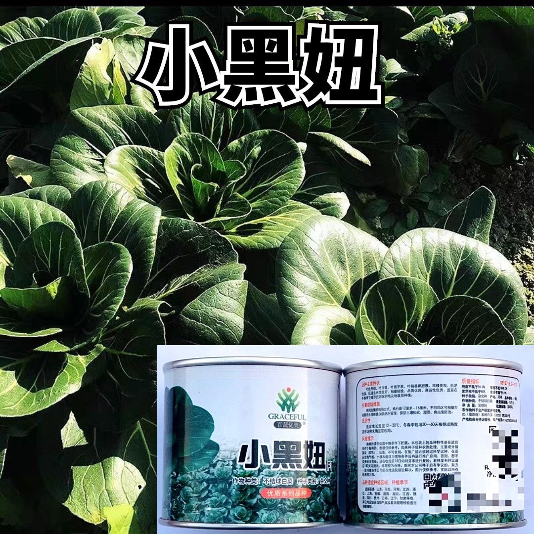 优美小黑妞油亮苏州青杂交种子耐寒秋播黑叶青梗菜种籽四季蔬菜孑