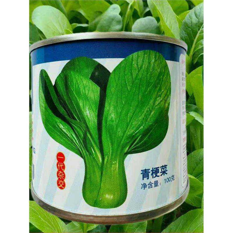 夏抗王抗热上海青菜油菜