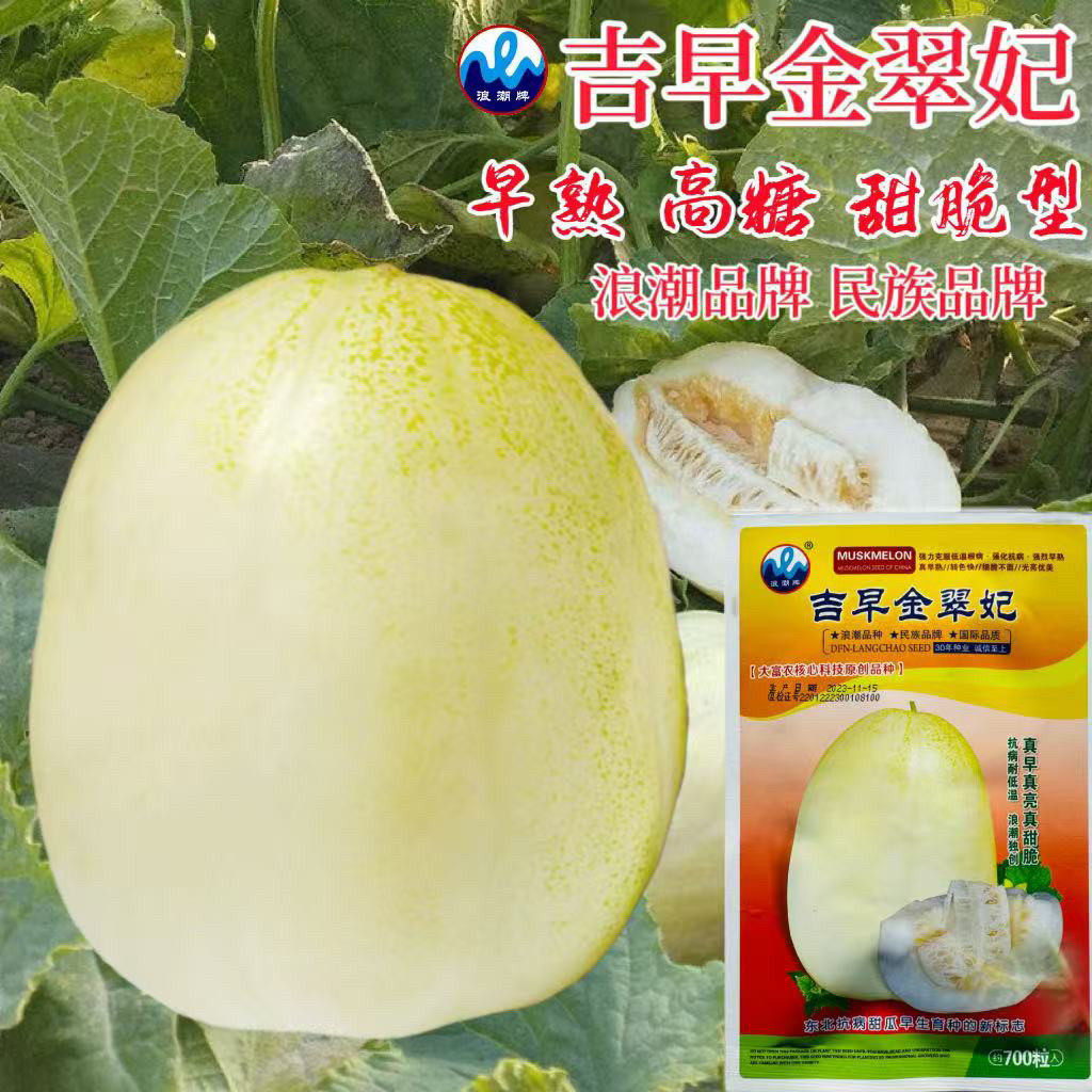 吉早金翠妃甜瓜种子东北