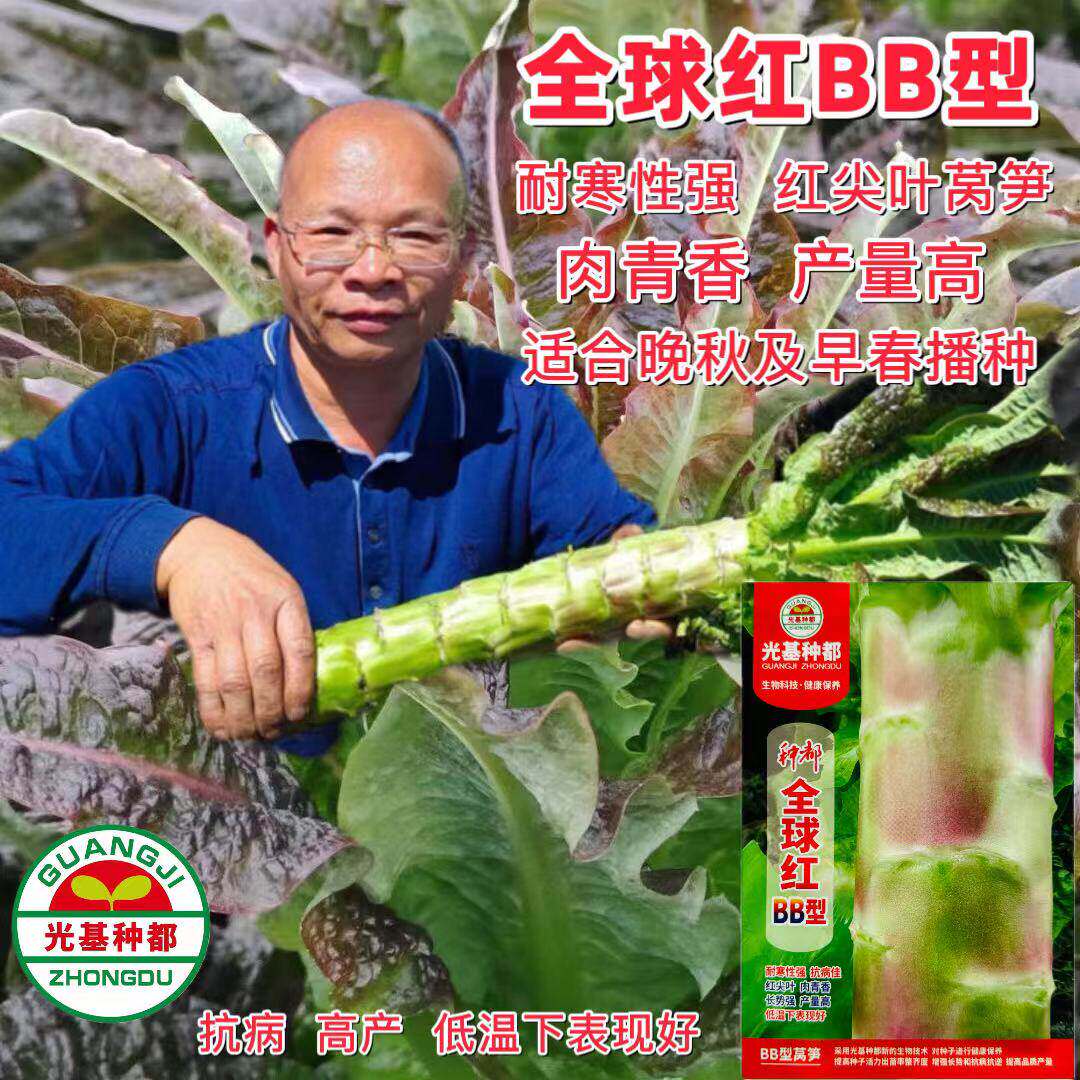 蔬菜瓜果莴笋种子大全青