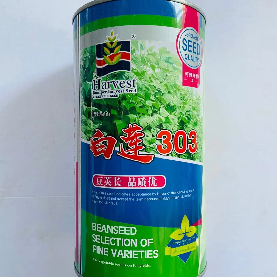 阿维斯特白莲303架豆种子梅豆角种籽四季豆农家大田用种春秋播种