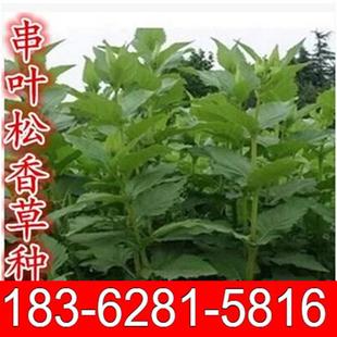 牧草种子串叶松香草种子 牧草种子 牲畜食用 松香草种子