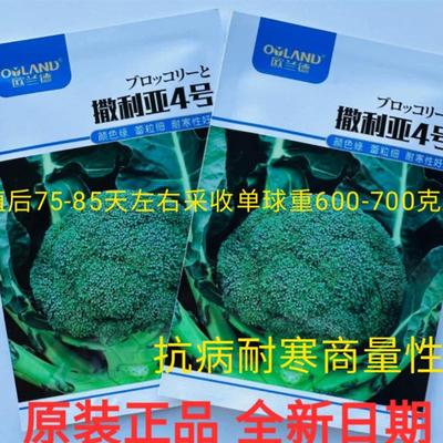 欧兰德撒利亚4号特耐寒西兰花种子中熟青花菜品种杂交大田绿花菜