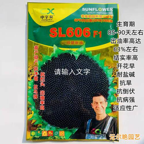SL606矮大头向日葵种子食用向日葵种早熟矮生杂交种抗锈病枯萎病