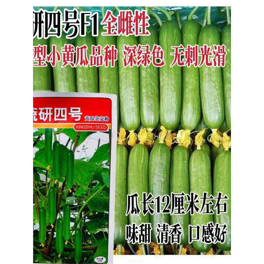 蔬研四号荷兰水果黄瓜种