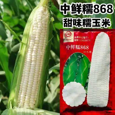 中鲜糯868玉米种子大棒鲜