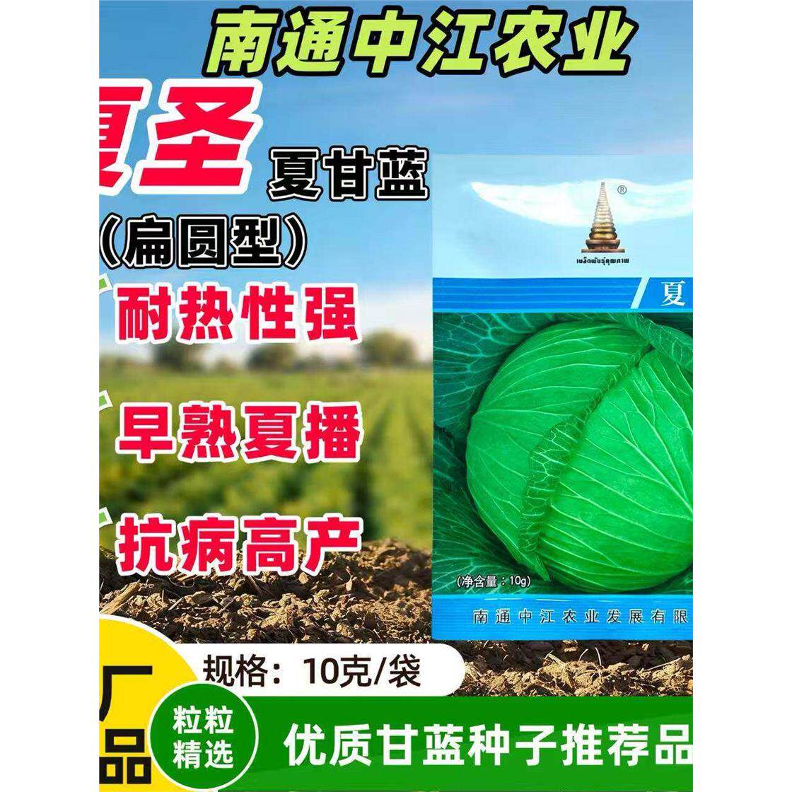 夏圣甘蓝种子早熟杂交高