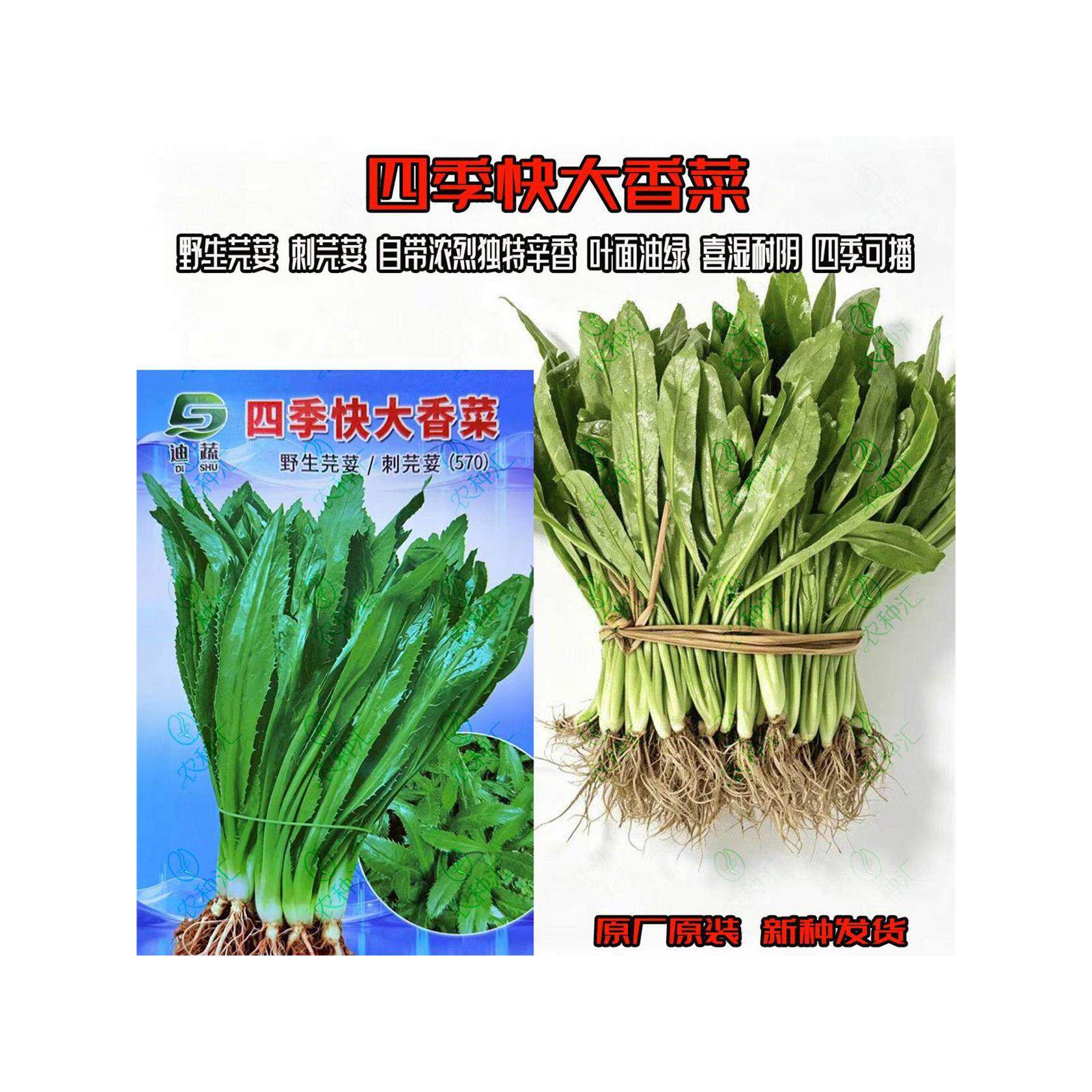 四季快大香菜种子刺芫荽