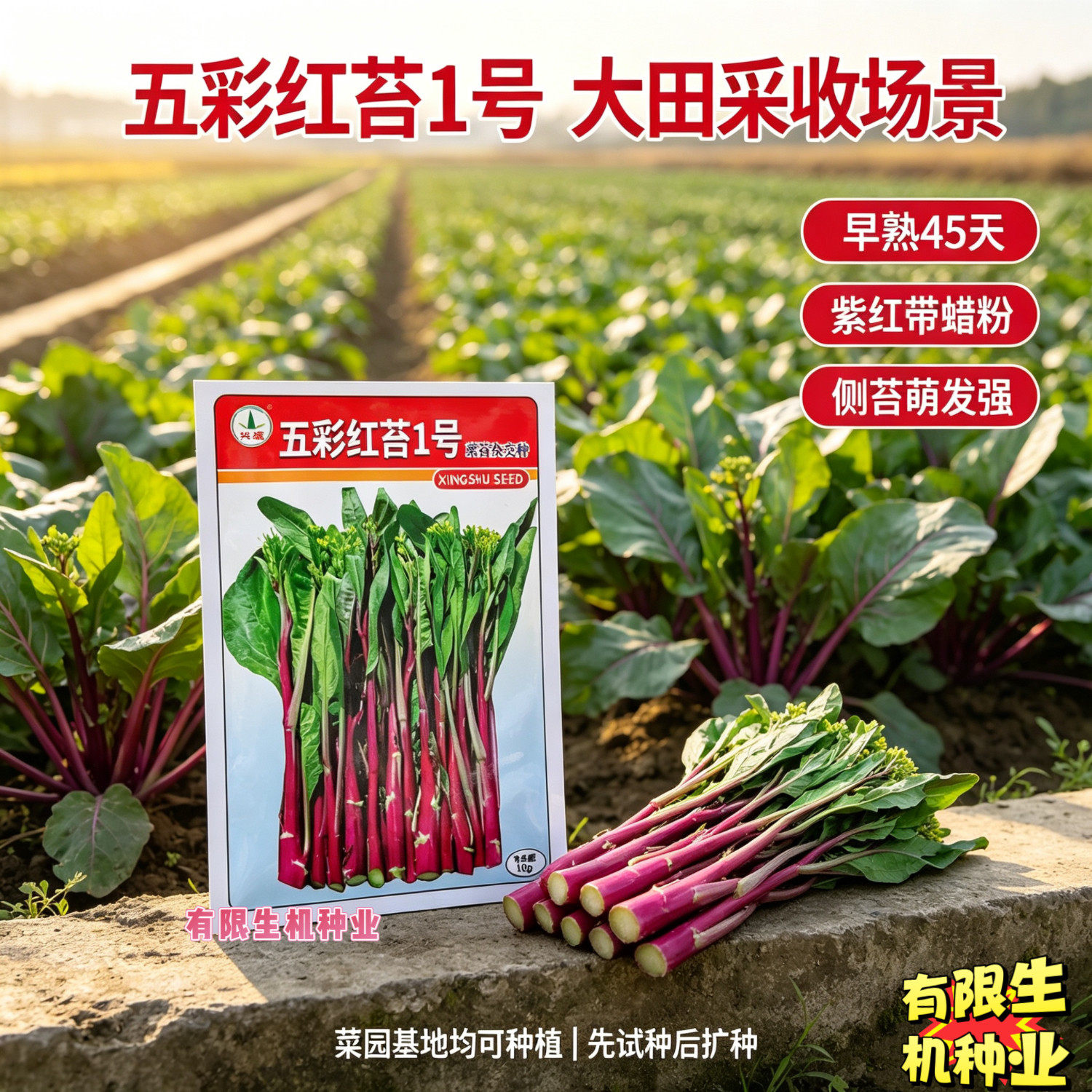 兴蔬五彩红苔1号红菜苔种