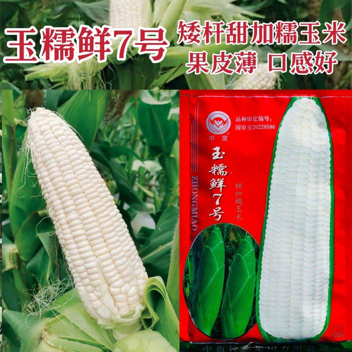 中苗玉糯鲜7号玉米种子甜