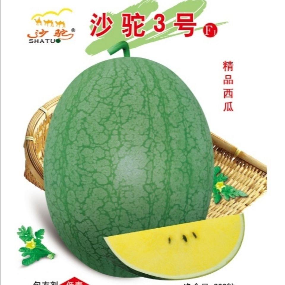 新疆沙驼3号绿皮黄瓤黄肉黄心礼品小西瓜种子极早熟爬地吊蔓四季
