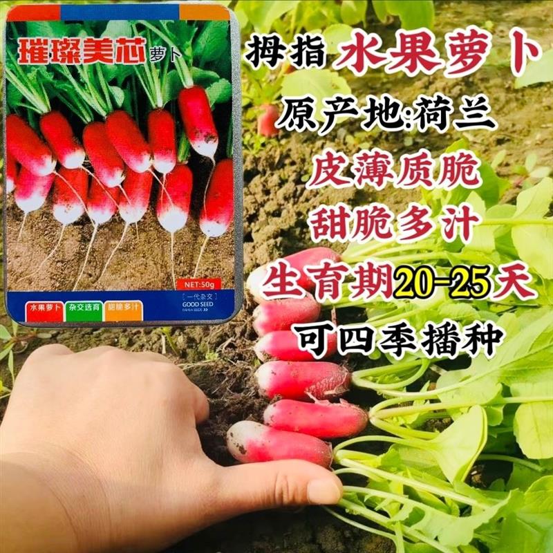 璀璨美芯拇指萝卜种子北方四季红萝卜种籽甜脆多汁皮薄四季种植