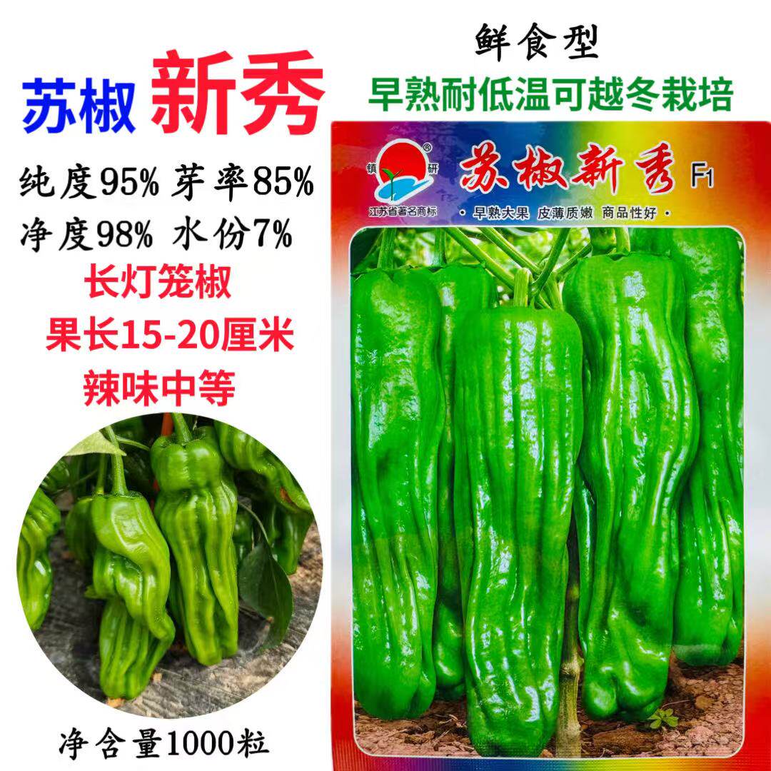 镇研苏椒新秀辣椒种子早