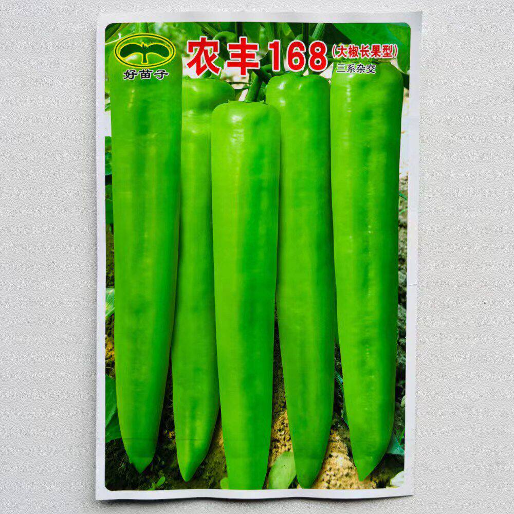 农丰168黄皮大尖椒种子中