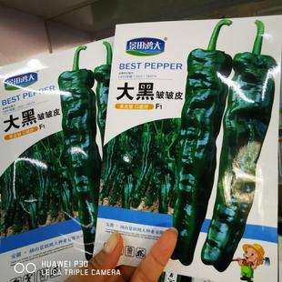 大黑皱皱皮辣椒种子辣味香浓皮薄质脆结果力强高产抗病春秋播辣椒