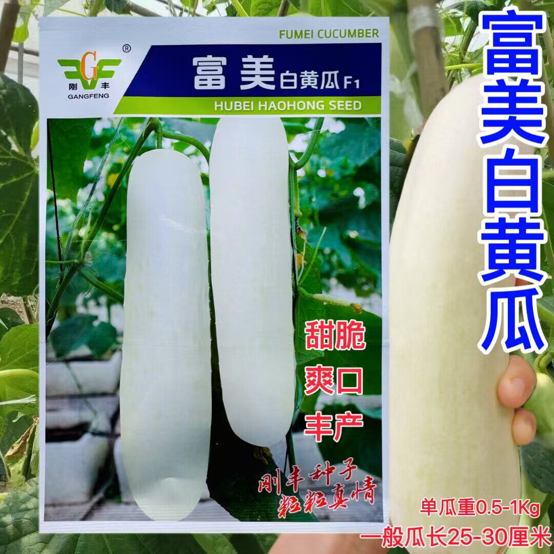 富美早熟白皮黄瓜种子高