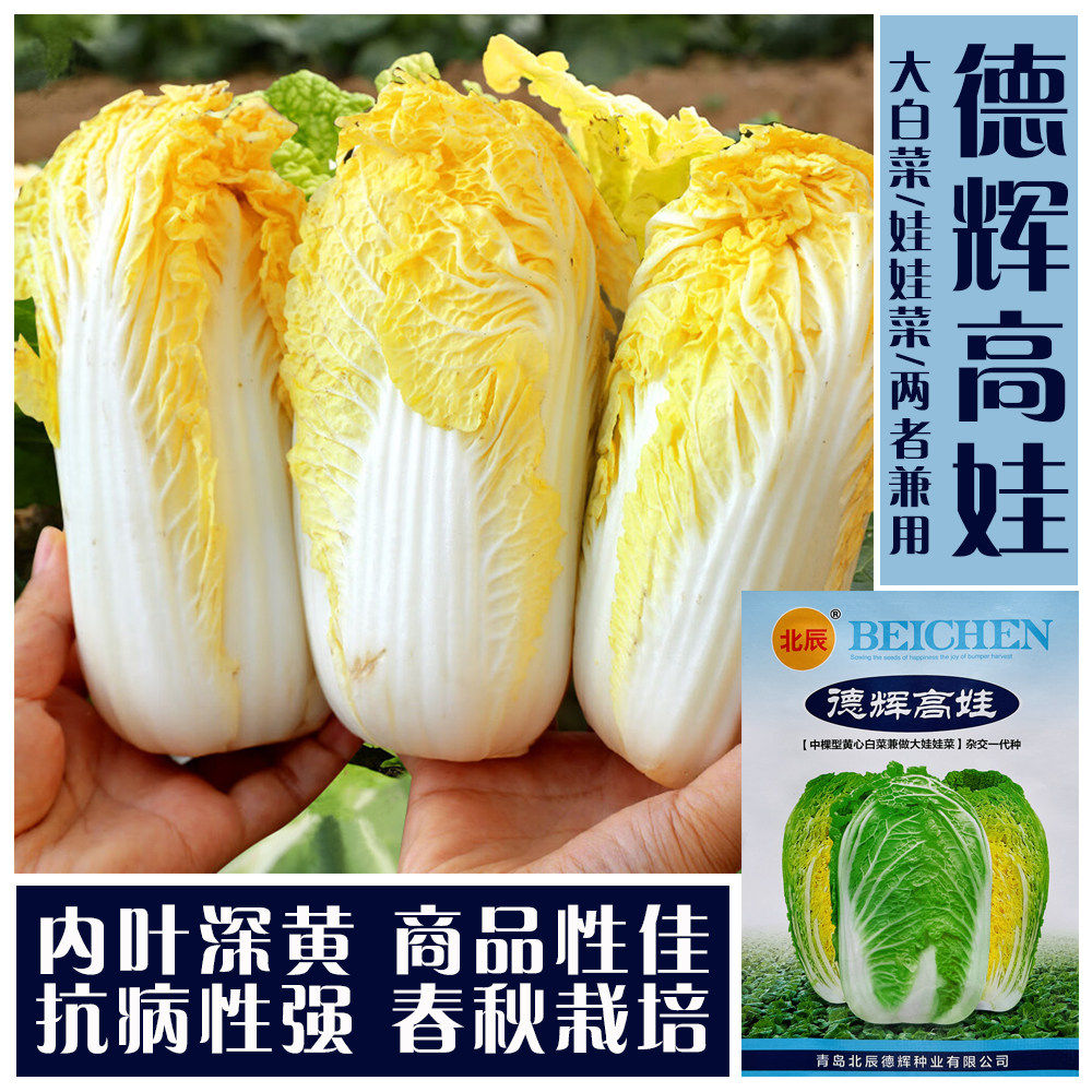 德辉高娃黄心白菜种子抗