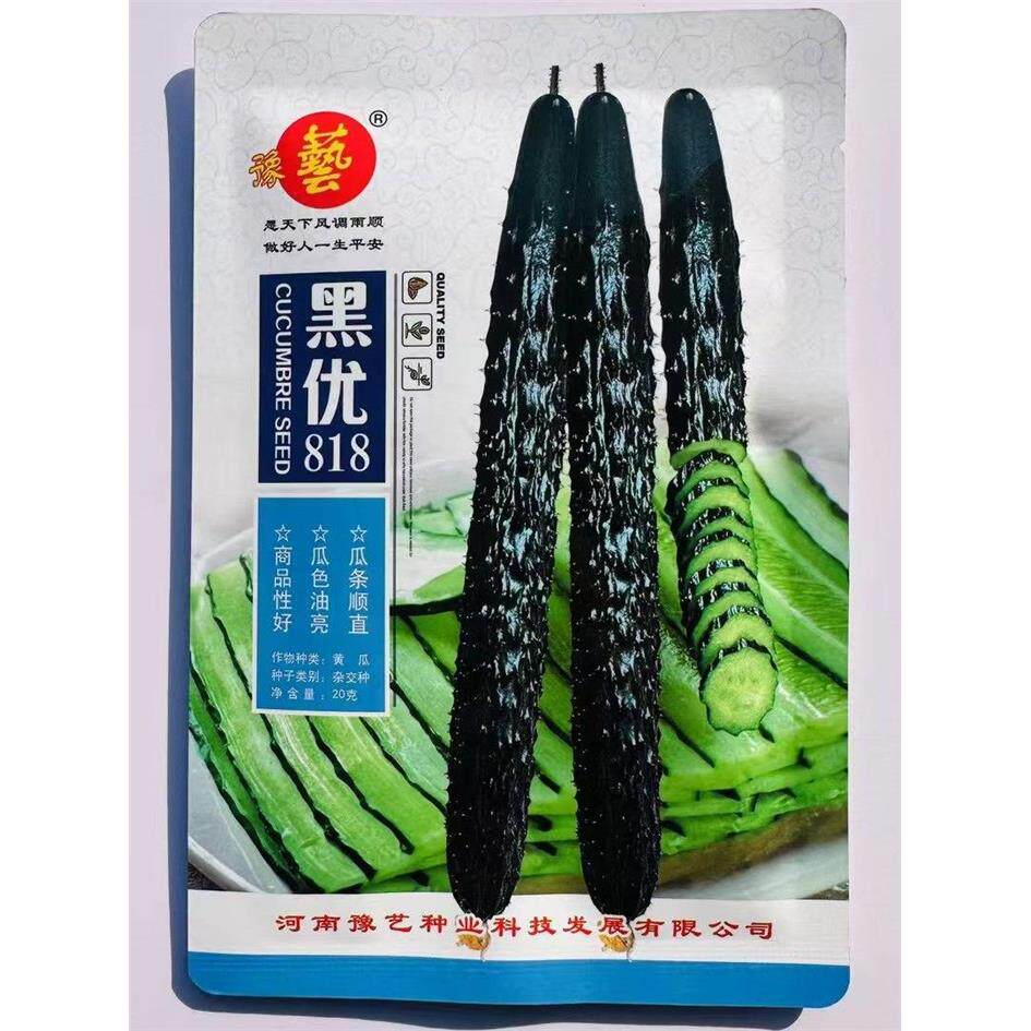 豫艺黄瓜种子黑优81籽青