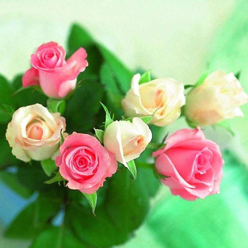 正宗玫瑰花种子室内阳台盆栽花园庭院四季种植易活