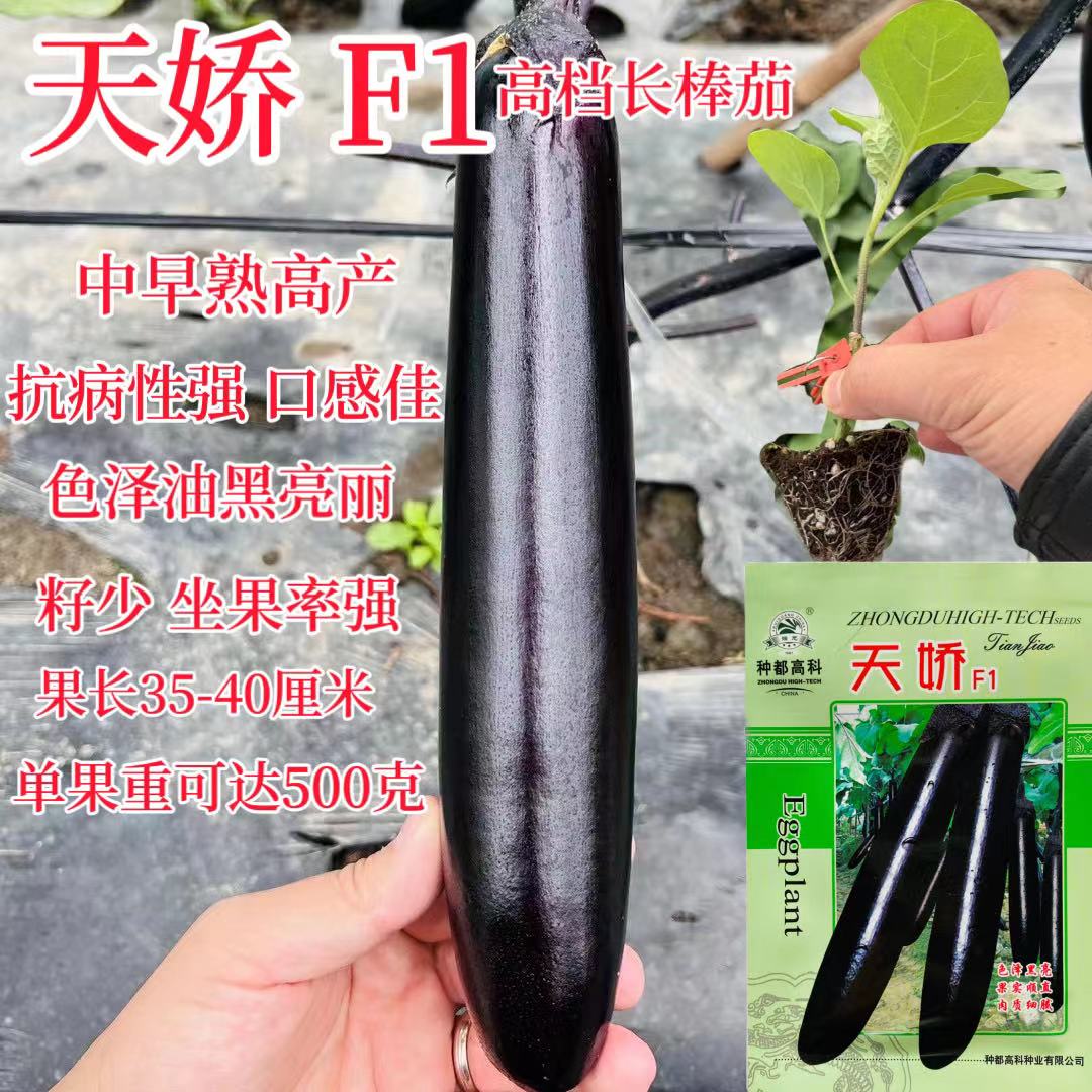 种都高科天娇糯米茄种子黑皮绿肉茄子种肉质细腻果实顺直口感好5g